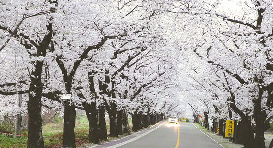 十里樱花路 