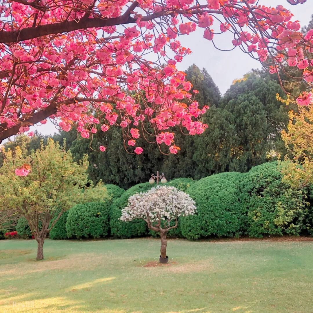 复瓣樱花