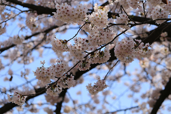 樱花