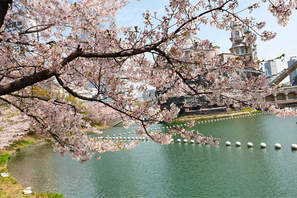 石村湖水樱花