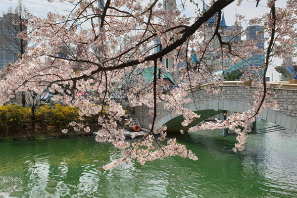 石村湖水樱花