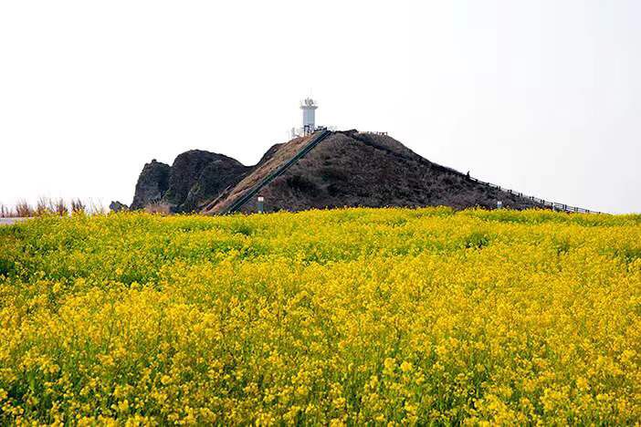 济州岛油菜花