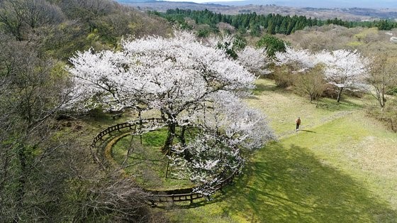 樱花