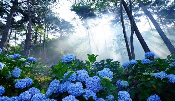 海南森林植物园