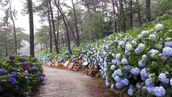 海南森林植物园